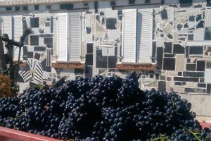 Виноробня Don Alejandro Winery